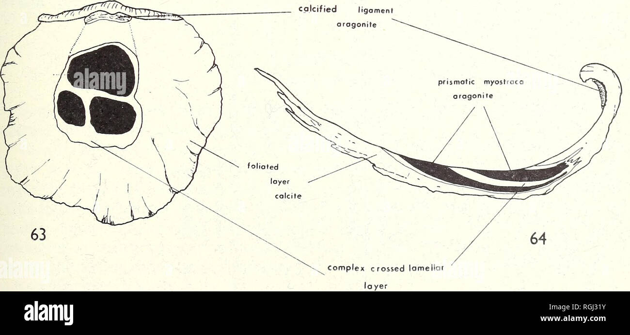 Adductor Muscles Bivalves