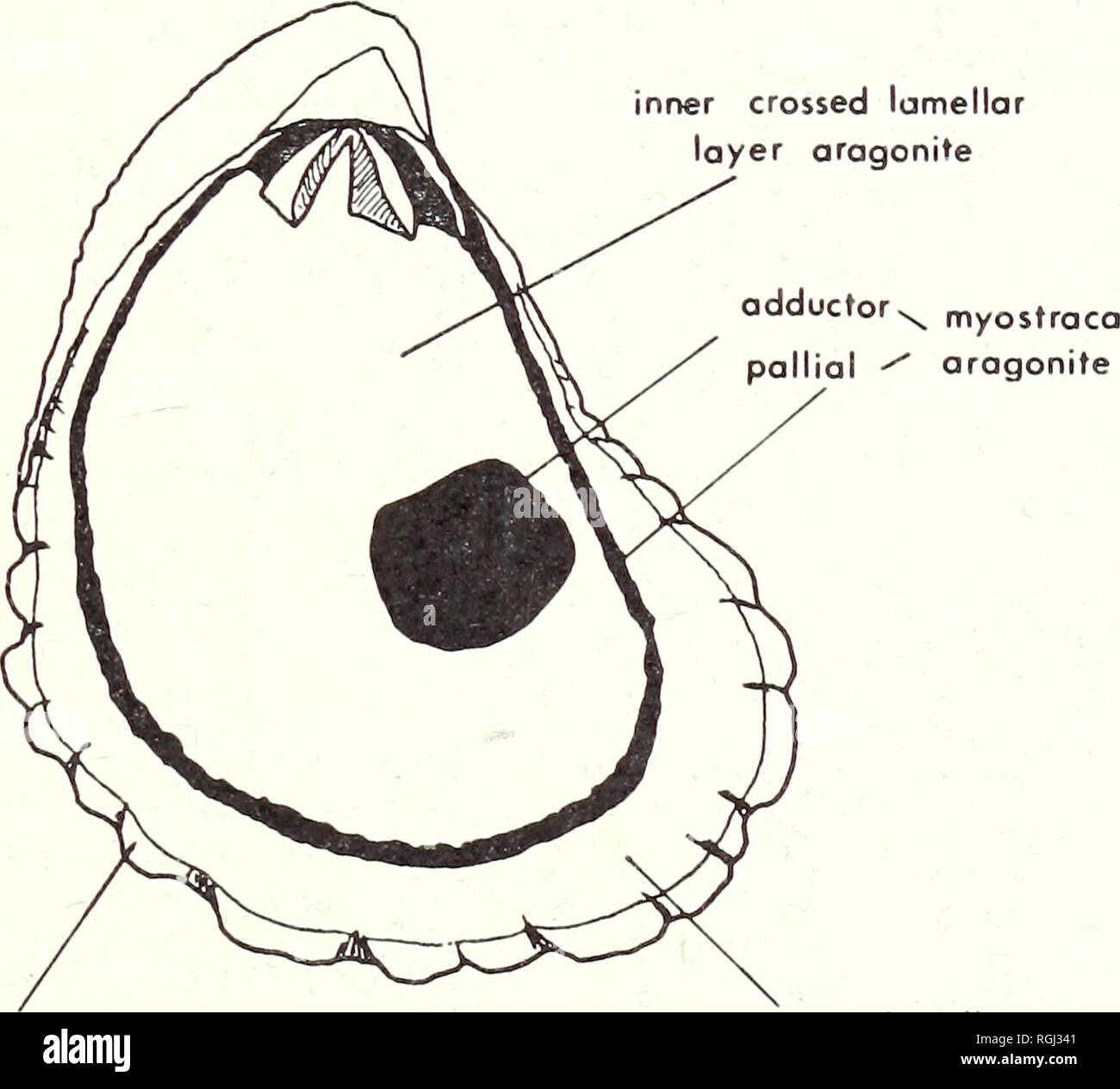 . Bulletin of the British Museum (Natural History). Zoology