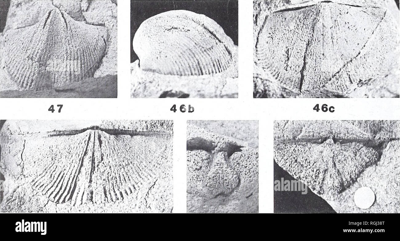 . Bulletin of the British Museum (Natural History). Geology.. 4 5a 45b 46a. 48 49 50 Fig. 43 Howellella cortazari Carls, 1969. a, b, BB 70944, dorsal and posterior views of internal mould of brachial valve, x 3. Figs 44-47 Cyrtospirifer verneuili (Muxcson, 1840). Fig. 44, B 21542, internal mould of pedicle valve, x 1-5: fig. 45a, b, B 21521, dorsal and posterior views of internal mould of brachial valve, figured Salter 1864: pi. 17, fig. 11 as Spirifer antiquissimus (of which it is the lectotype, here selected), x 1-5; Fig. 46a-c, B 24470, posterior, lateral and dorsal views of brachial val Stock Photo