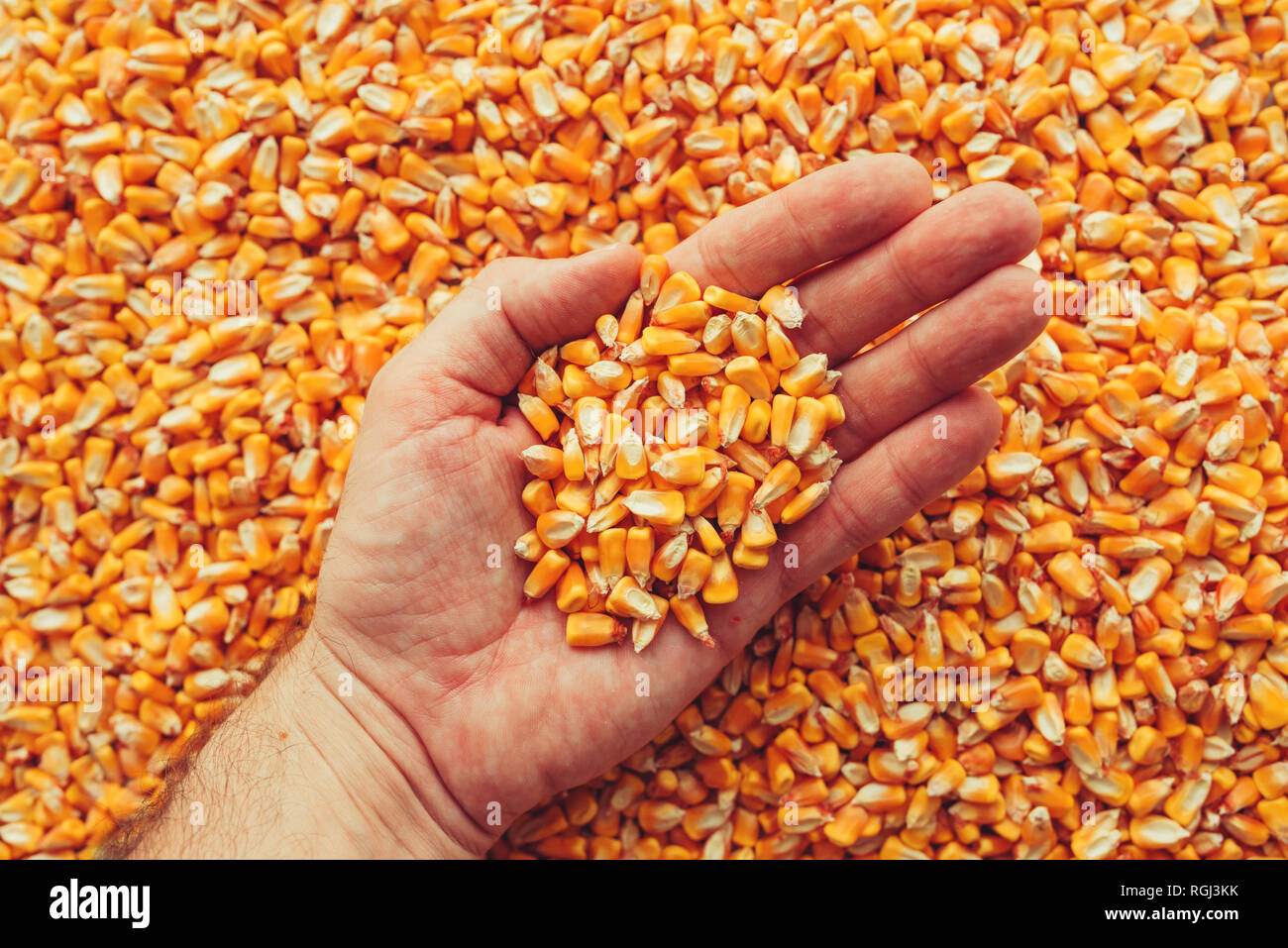 Farmer handful of harvested corn kernels, concept of abundance and