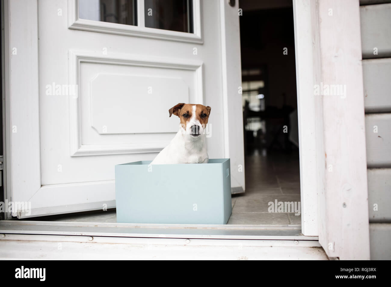 Portrait of Jack Russel Terrier sitting in a cardboard box in front of open house entrance Stock Photo
