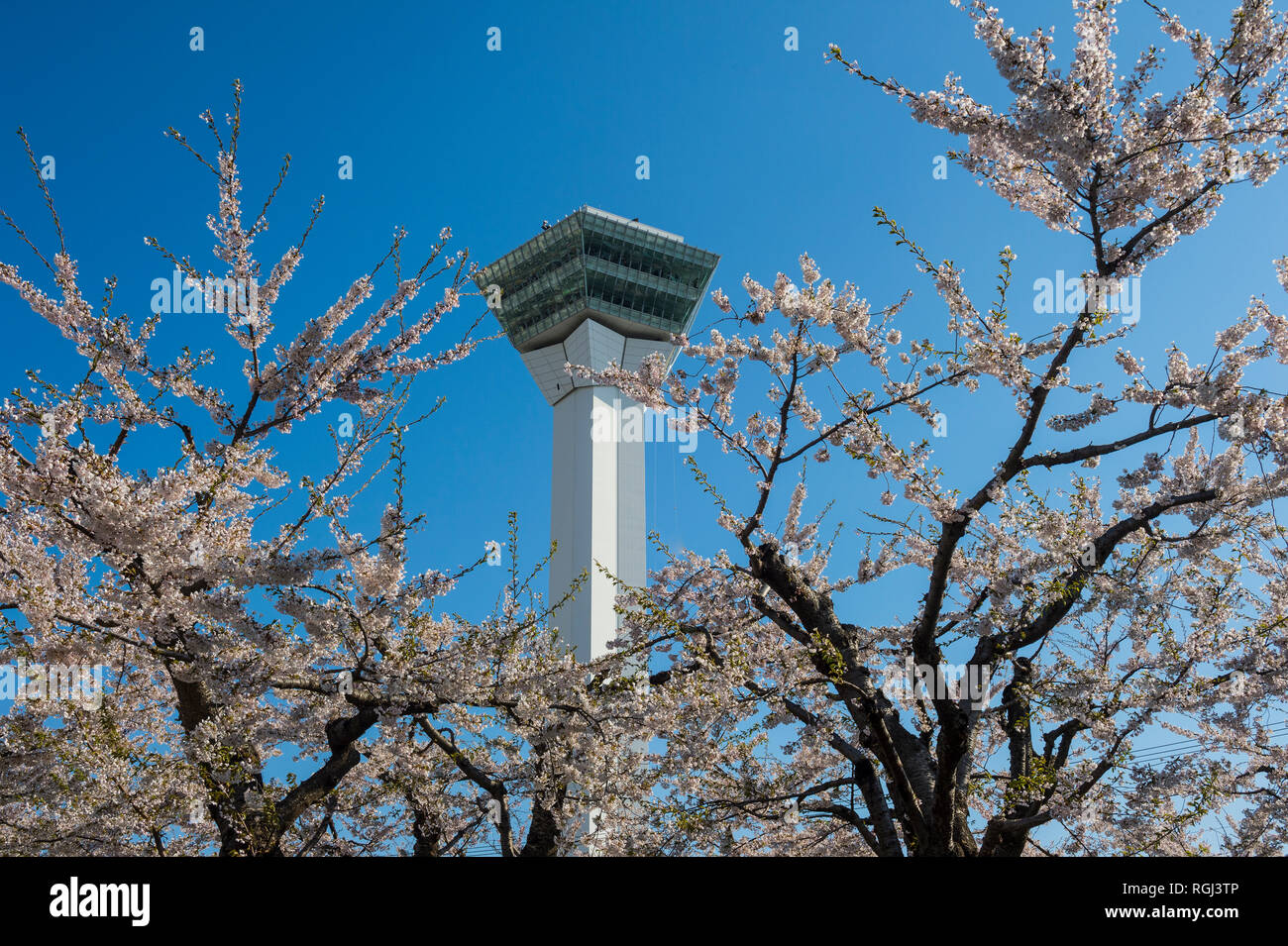 Fort Goryokaku, viewing plattform and the cherry blossom trees Stock Photo