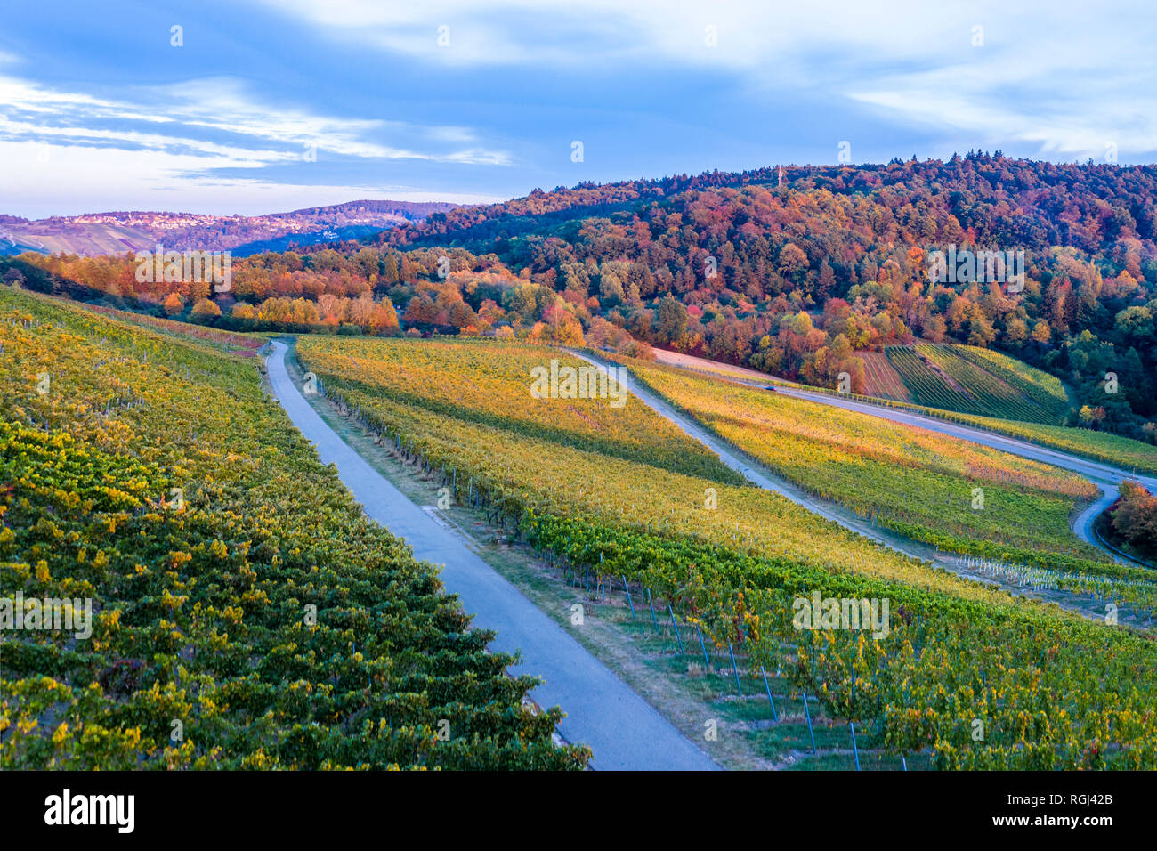 Germany, Baden-Wuerttemberg, Aerial view of Korber Kopf, vineyards in autumn Stock Photo