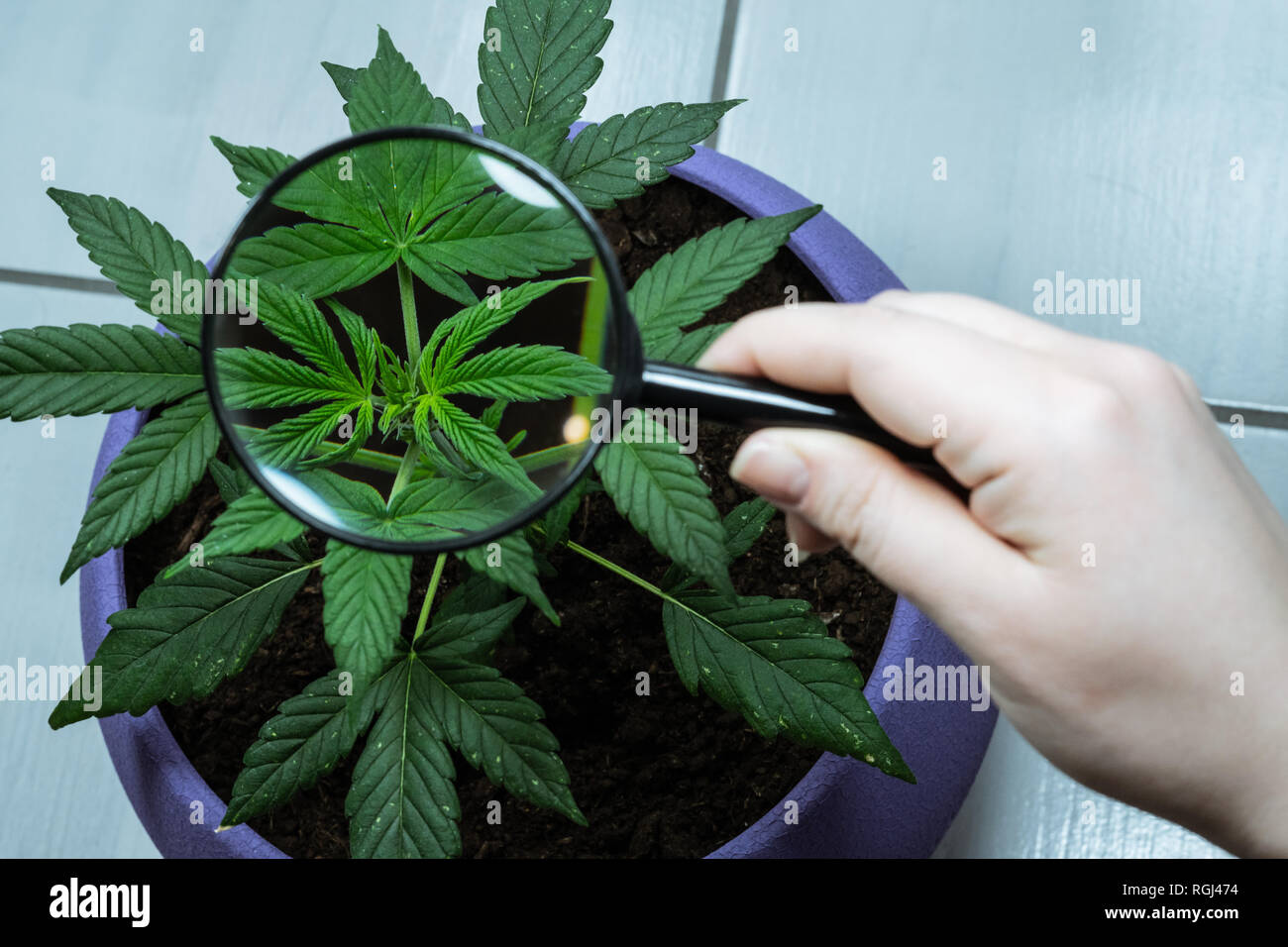 Person looks at medical marijuana plant with magnifier. Cannabis plant growing indoor Stock