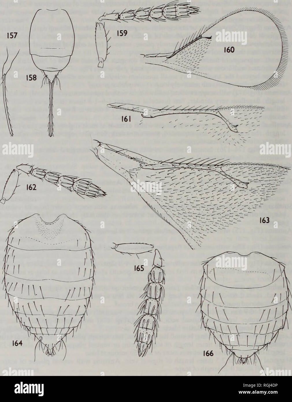 Bulletin Of The British Museum Natural History Entomology 1 M W R De V Graham Figs 157 166 Aprostocetus Chrysotetrastichus Species 157 160 A C Suevius Walker 157 Gaster Distal Profile 158