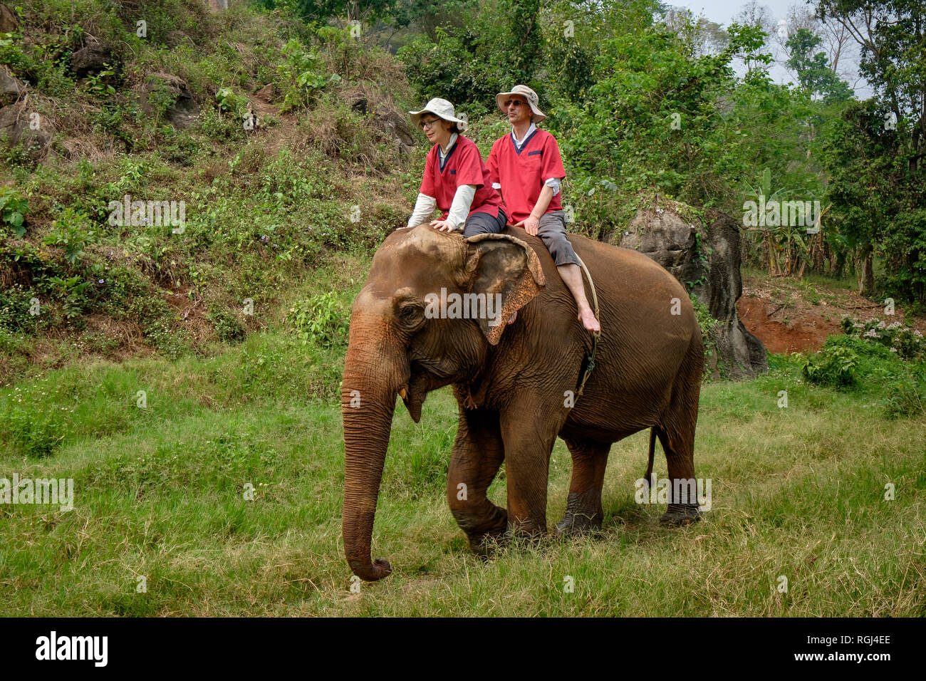 Thailand, Chiang Mai province, Ran Tong Elephant Sanctuary, Elephant trekking Stock Photo
