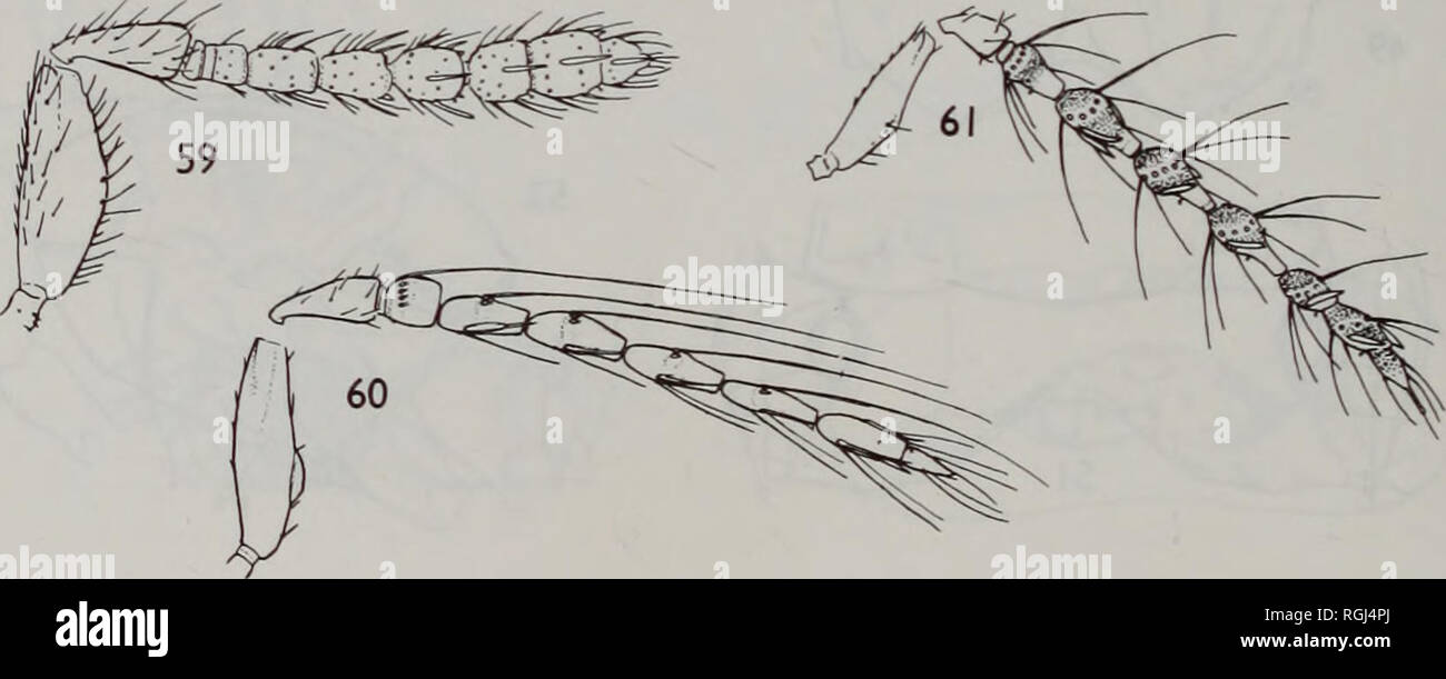 . Bulletin of the British Museum (Natural History) Entomology. 56  I ' 1 1 1 1 '/i ' ?r A. 58. Figs 53-61 53, Eutetrastichus daira (Walker) $, forewing, anterior. 54, Aprostocetus aethiops (Zetter- stedt) 9, metanotum and propodeum. 55, A. cebennicus sp. n. $, metanotum and propodeum. 56, 57, Melittobia acasta (Walker) cf: (56) head, frontal; (57) antenna, 58, Peckelachertus anglicus Graham cf, antenna. 59, Tetrastichomyia clisiocampae (Ashmead) cf, antenna. 60, Sphenolepis pygmaea Nees Cf, antenna. 61, Apotetrastichuspostmarginalis (Boucek) cf, antenna.. Please note that these images are ext Stock Photo