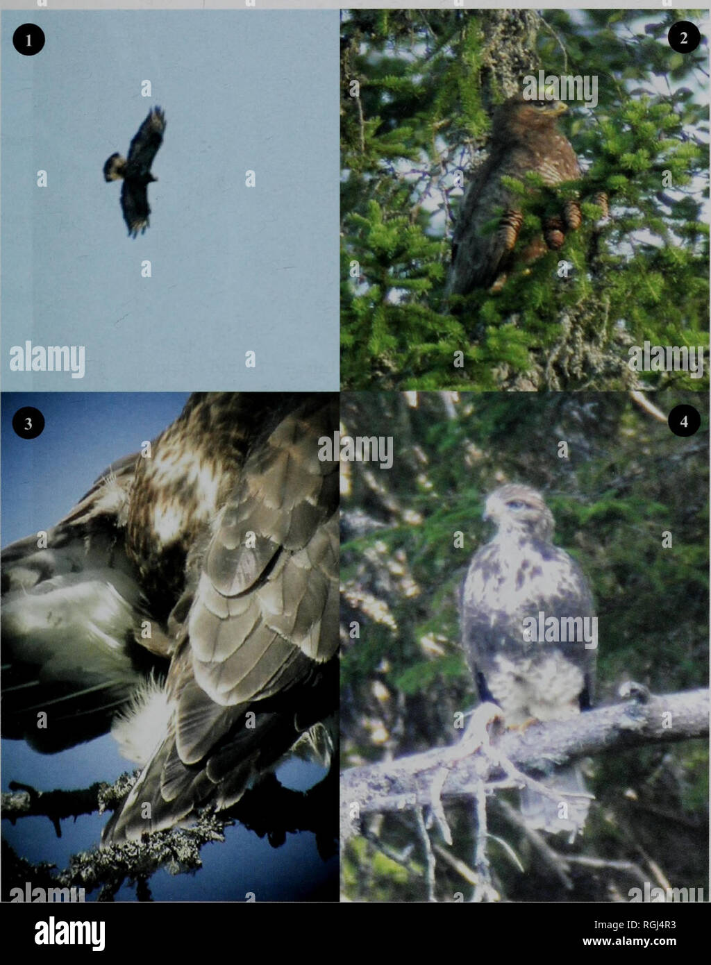 . Bulletin of the British Ornithologists' Club. Jan Ove Gjershaug et al. 75 Bull.B.O.C. 2006 126(1). Figure 1. The female Buteo lagopus (Jan Ove Gjershaug) Figure 2. The male Buteo buteo (Jan Ove Gjershaug) Figure 3. Hybrid juvenile with one partially white tail-feather (Jan Ove Gjershaug) Figure 4. The hybrids had dark bellies similar to juvenile B. lagopus (Jan Ove Gjershaug). Please note that these images are extracted from scanned page images that may have been digitally enhanced for readability - coloration and appearance of these illustrations may not perfectly resemble the original work Stock Photo