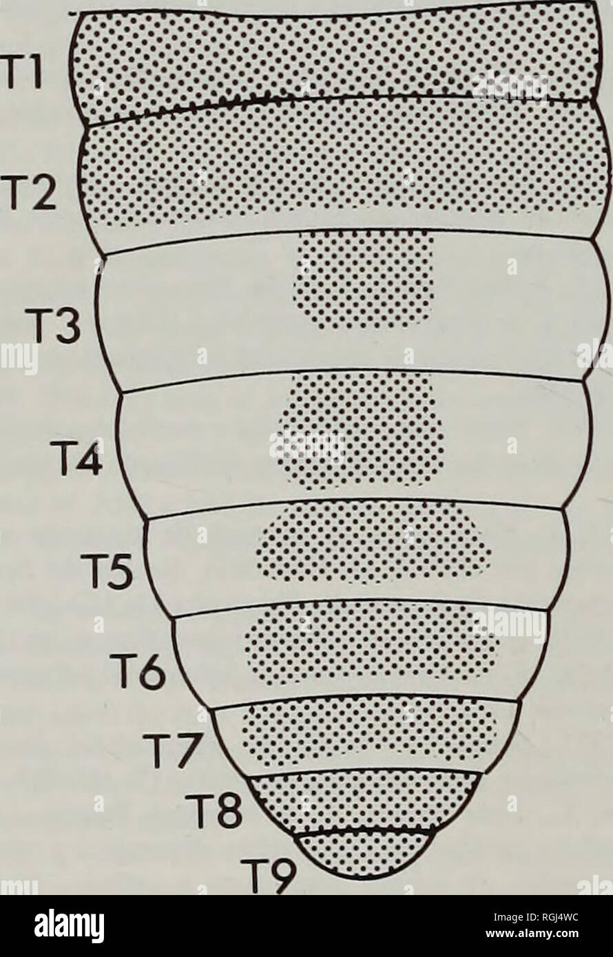 Bulletin Of The British Museum Natural History Entomology Tl S3 S41 S5 I Amp Js A V A Gt Xivxv Amp Ilx A A A A A A I 5 A A X Xvx 1 Sat Amp X X 7 S8 A A I V L J