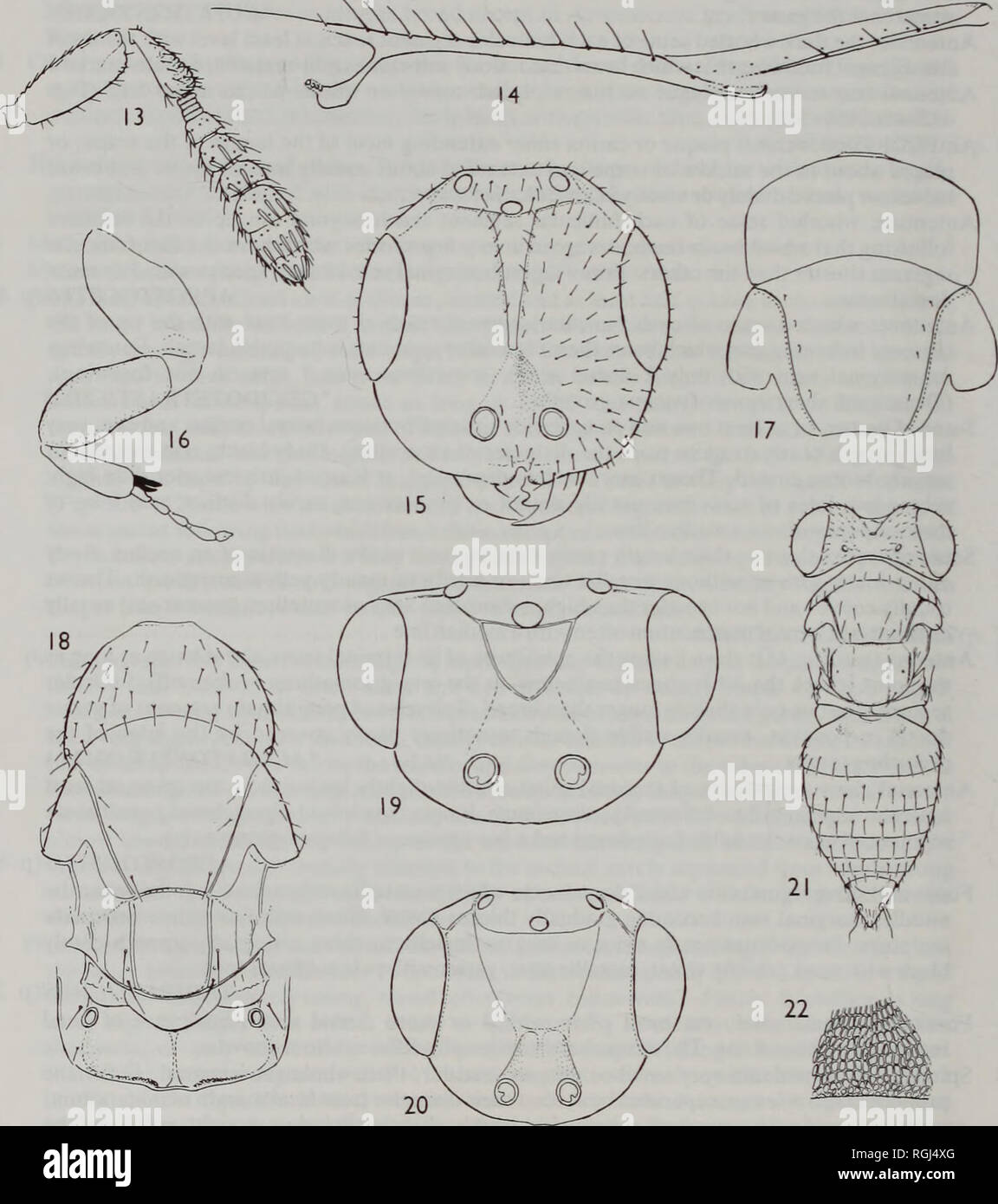 . Bulletin of the British Museum (Natural History) Entomology. 40 M. W. R. DE V. GRAHAM. Figs 13-22 13, 14, Quadrastichodella eucalypti (Timberlake) $; (13) antenna; (14) forewing, anterior. 15, Melittobia acasta (Walker) $, head, frontal. 16,17, Crataepus marbis (Walker) $; (16) fore leg; (17) pronotum and mesoscutum. 18, Pronotalia carlinarum (Szelenyi &amp; Erdos) 9, thorax. 19, Crataepus marbis (Walker) 9, head, frontal. 20, Pronotalia carlinarum (Szelenyi &amp; Erdos) $, head, frontal. 21,22, Sphenolepispygmaea Nees $; (21) body; (22) mesoscutum, sculpture.. Please note that these images  Stock Photo