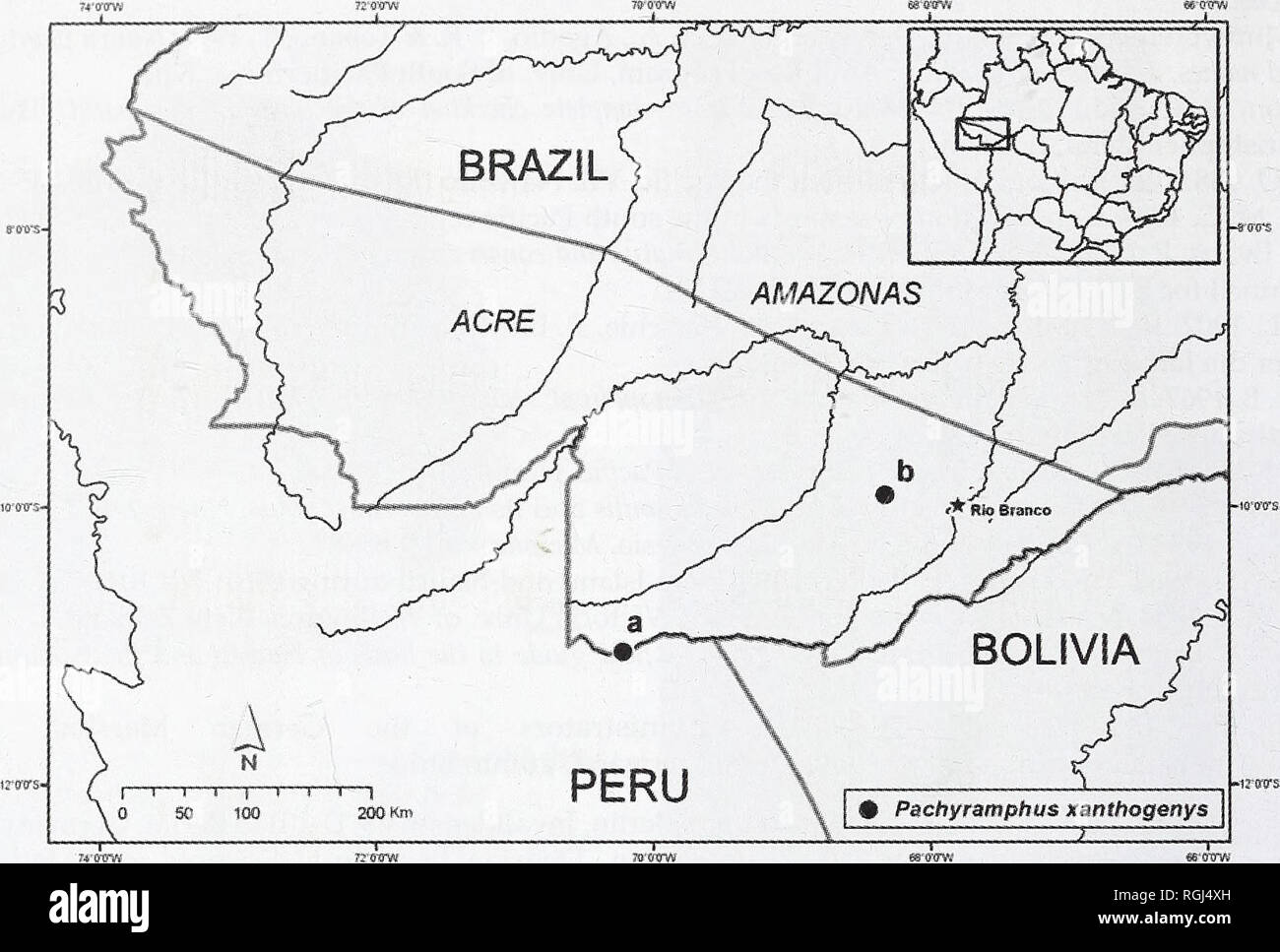 . Bulletin of the British Ornithologists' Club. Alexandre Aleixo et al. 264 Bull. B.O.C. 2008 128(4). Figure 1. Locations where Yellow-cheeked Becard Pachyramphus xanthogenys has been recorded and collected to date in the Brazilian state of Acre: (a) Esta^ao Ecologica do Rio Acre (11°00'S, 70°13'W), and (b) Transacreana' road (09°55'S, 68°20'W). Brazil [MPEG 58925]), on hilly and broken terrain covered by Guadua bamboo with scat- tered emergent trees along the 'igarape do Tombo' creek (elevation c.250 m), at Estagao Ecologica do Rio Acre, a 77,500-ha conservation unit on the Brazilian / Peruvi Stock Photo