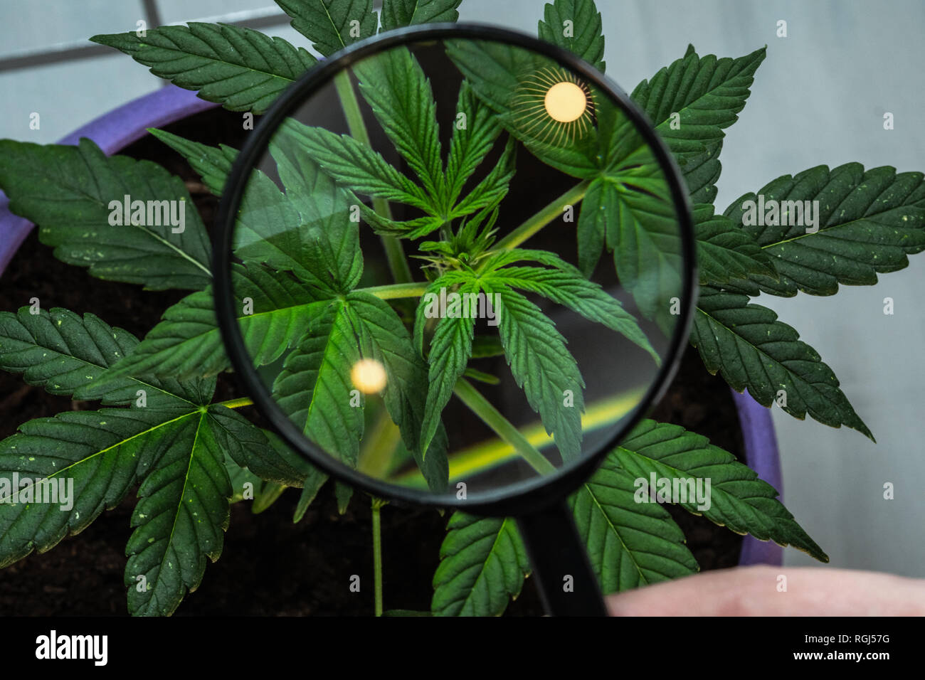 Person looks at medical marijuana plant with magnifier. Cannabis plant growing indoor Stock