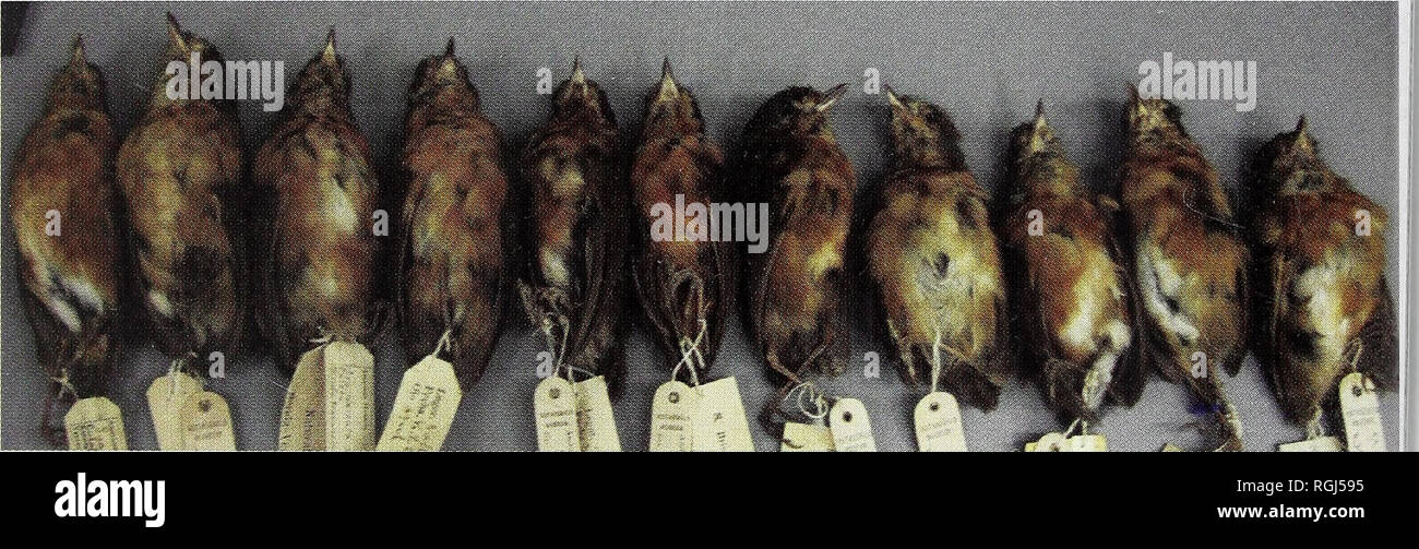 . Bulletin of the British Ornithologists' Club. Figure 6. Series at BMNH showing differences in underparts plumage saturation between G. n. nana and G. n. occidentalis: at left five G. n. nana, from left to right (i) 44.12.31.21, (ii) 89.9.20.652, (iii) 89.9.20.651, (iv) 54.1.25.81, (v) 89.9.10.927; at right three G. n. occidentalis, from left to right (vi) 89.7.10.956, (vii) 89.7.10.929, and (viii) 89.7.10.928 (Thomas M. Donegan, © Natural History Museum, Tring). Figure 7. AMNH series of G. n. nanitaea, left to right: (i) 96305 (paratype); (ii) 492316; (iii); 146661 (holotype);! (iv) 100209;  Stock Photo