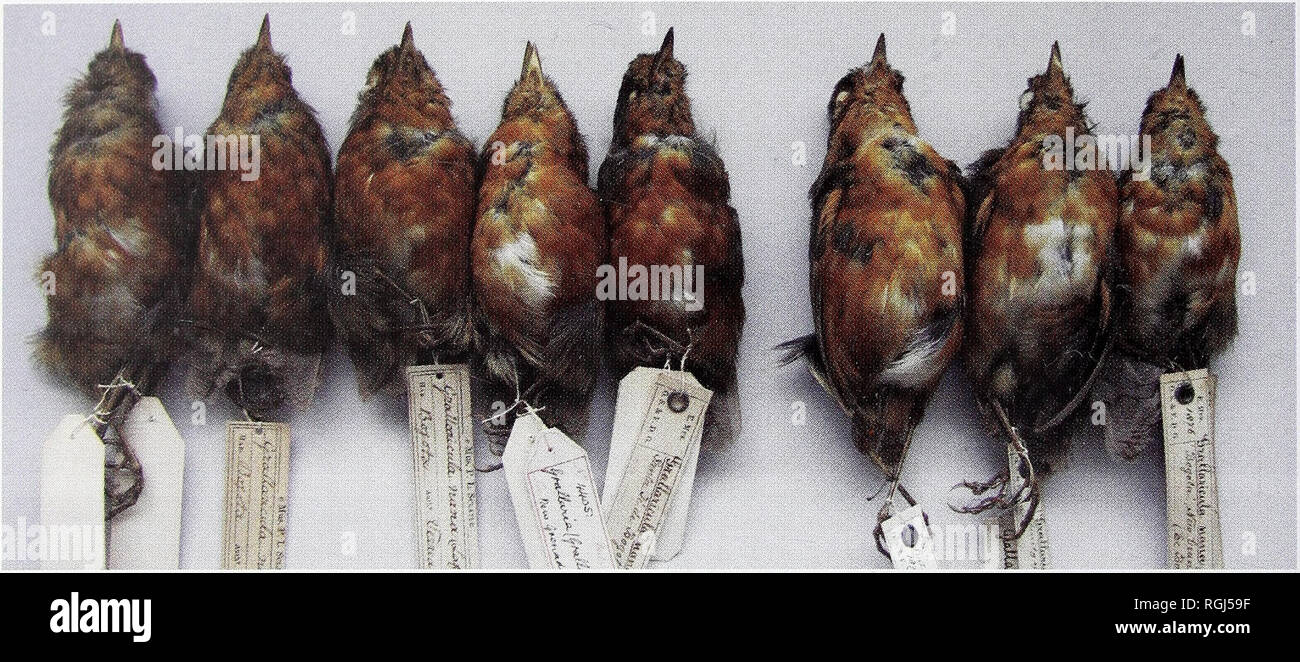 . Bulletin of the British Ornithologists' Club. Thomas M. Donegan 152 Bull. B.O.C. 2008 128(3). Figure 6. Series at BMNH showing differences in underparts plumage saturation between G. n. nana and G. n. occidentalis: at left five G. n. nana, from left to right (i) 44.12.31.21, (ii) 89.9.20.652, (iii) 89.9.20.651, (iv) 54.1.25.81, (v) 89.9.10.927; at right three G. n. occidentalis, from left to right (vi) 89.7.10.956, (vii) 89.7.10.929, and (viii) 89.7.10.928 (Thomas M. Donegan, © Natural History Museum, Tring). Please note that these images are extracted from scanned page images that may have  Stock Photo