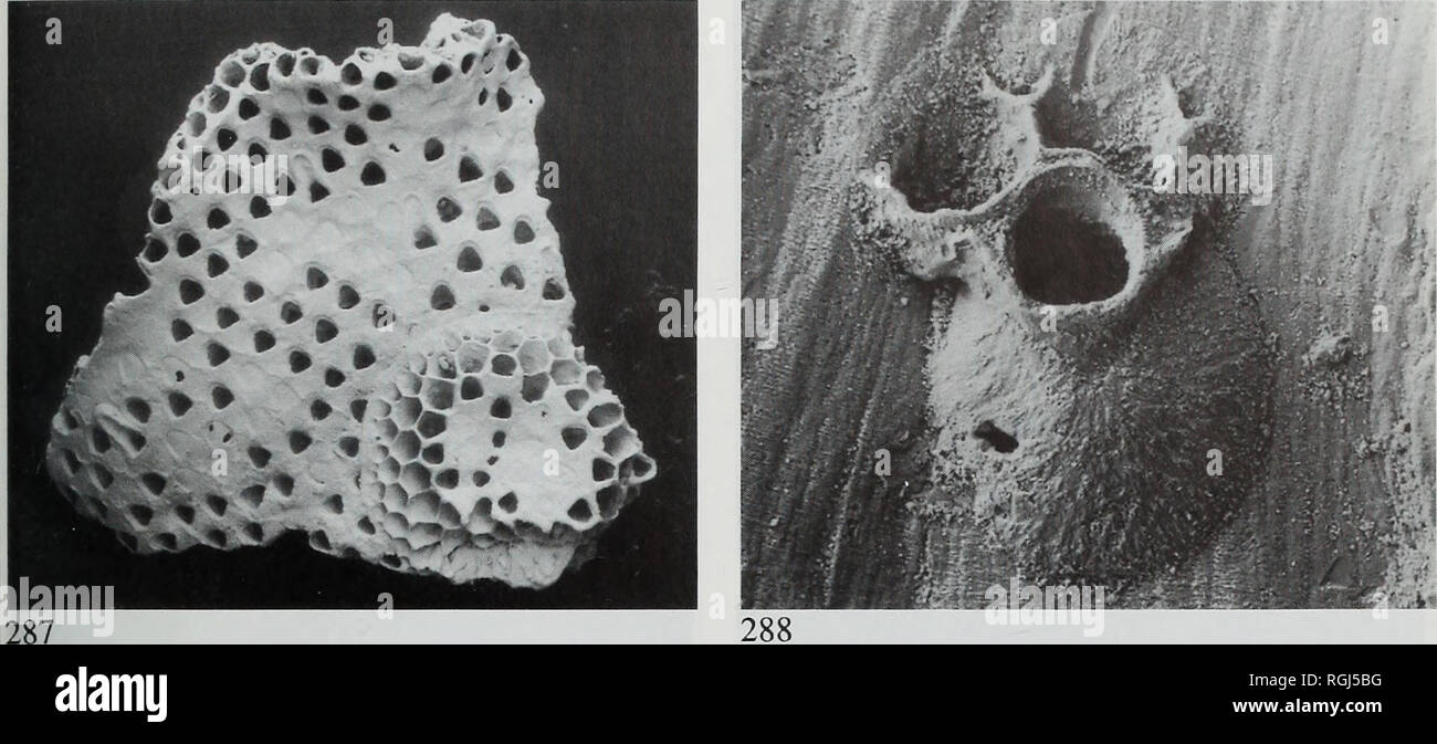 . Bulletin of the British Museum (Natural History), Geology. SYSTEMATICS OF MELICERITITID CYCLOSTOME BRYOZOANS 97. Figs 287-288 Reptomultelea scanica sp. nov., Lower Campanian, mammillatus Zone, Karlshamn, Scania, Sweden. 287, VH 10441, holotype, colony fragment with newly-developed overgrowth (lower right), x 17. 288, VH 10442, ancestrula (presumed to be of this species) fouling underside of main colony, x 88. distally, tapering proximally and disappearing at about the level of maximum aperture width. Operculum (Fig. 293) often preserved in-situ, convex; pseudopores radially elon- jgate, scat Stock Photo