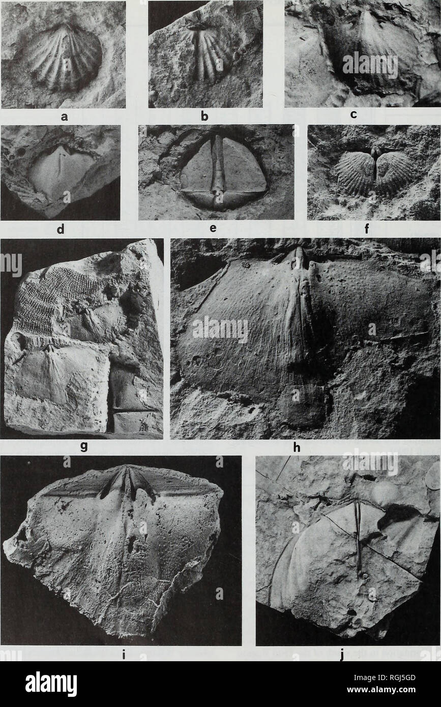 . Bulletin of the British Museum (Natural History), Geology. . Fig. 7 Late Llandovery brachiopods from the Oslo Region. 7a-c, Eocoelia hemisphaerica (J de C Sowerby, 1839), internal moulds of two pedicle valves (BC 6509a, BC 6503), and a brachial valve (BC 6509b) from Rytteraker Formation, Hoppestad, Locality 11, 7a,b x 2.5; 7c x 4; 7d, Eocoelia sulcata (Prouty, 1923), internal mould of pedicle valve BC 6730 from Porsgrunn Formation, Holmestrand, Locality 3, x 2; 7e, Cyrtia exporrecta (Wahlenberg, 1818), internal mould of conjoined valves, BC 10584 from Porsgrunn Formation, Porsgrunn, Locality Stock Photo