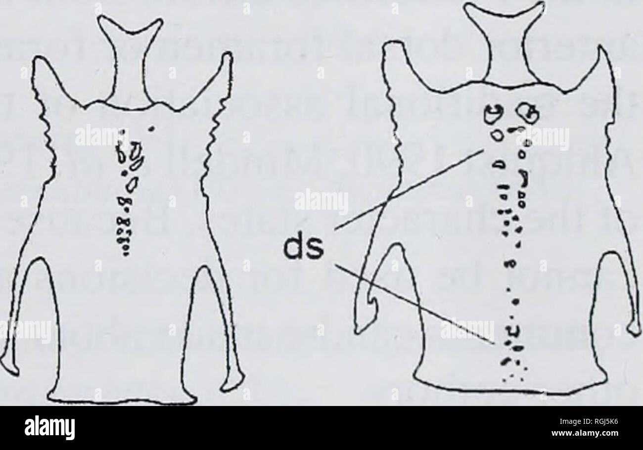 . Bulletin of the British Ornithologists Club. . Figure 1: Character states of the dorsal pneumatic foramen and dorsal sulcus of the sternum of Passeriformes. A. Dorsal foramen and accompanying foramina absent (Passeridae: Passer domesticus). B-E. Dorsal foramen present, showing extreme and intermediate states of accompanying foramina surrounding the foramen and extending caudally along the dorsal sulcus: B. Pittidae: Pitta versicolor: C. Menuridae: Menura novaehollandiae; D. Meliphagidae: Phylidonyris nigra; E. Pachycephalidae: Pachycephala simplex, df = dorsal foramen, ds = dorsal sulcus.. P Stock Photo