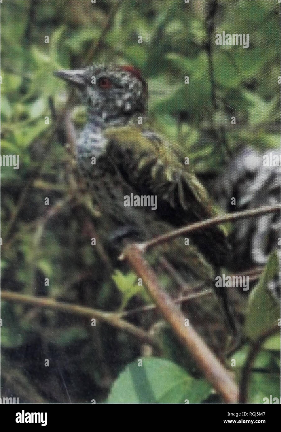 Bulletin Of The British Ornithologists Club Aito Los Tarrosa J Pua Rto Ma F Quit 0hya H Ira Ni La Teta Resort A A V X 46 J Quot Quot Quot A Slmlti Sb Ouiyitifr B E