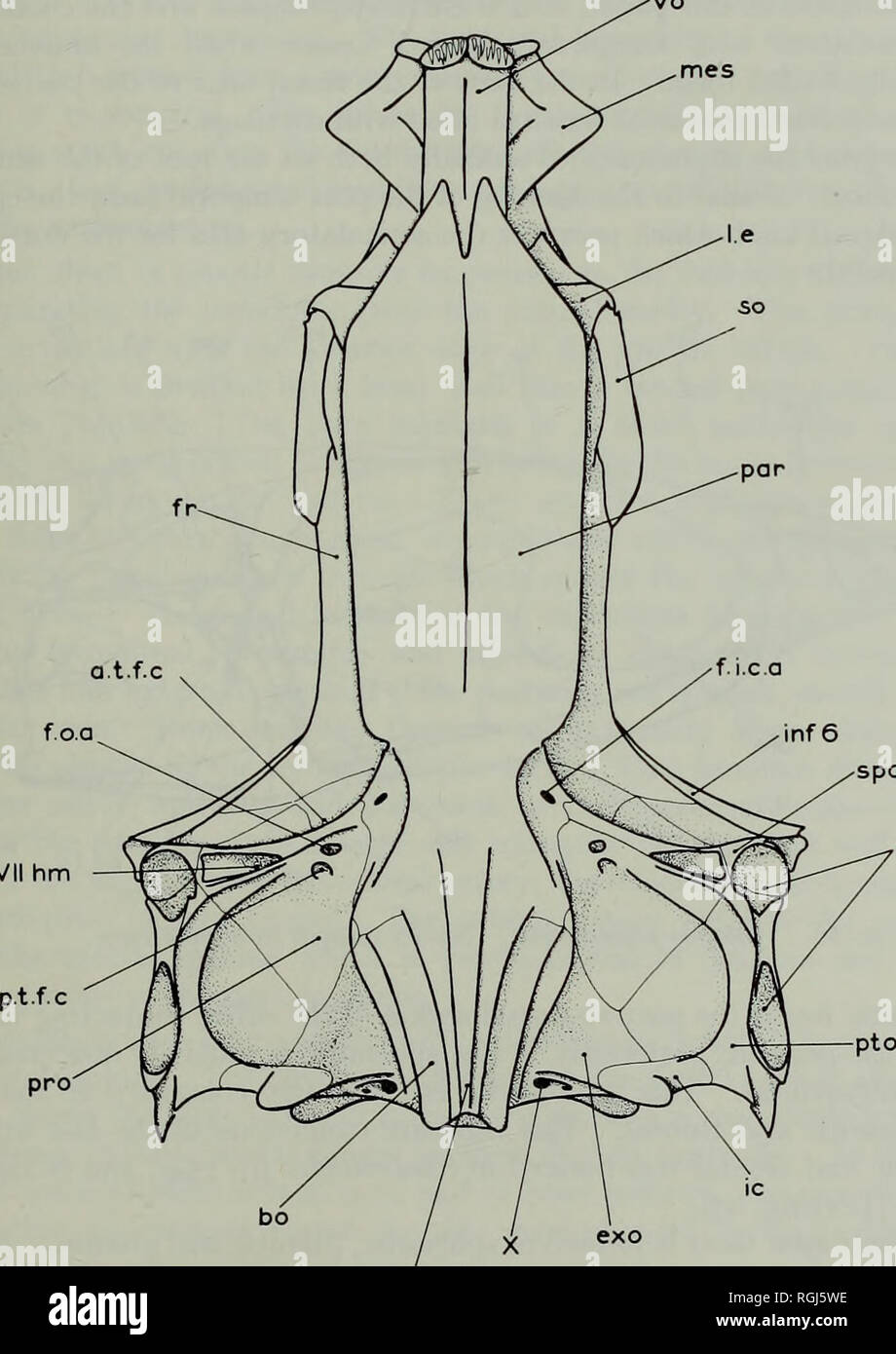 . Bulletin of the British Museum (Natural History) Geology Supplement. ESPECIALLY MYCTOPHOIDS 207 canal also transmitted the preopercular sensory canal. Laterally the pterotic is deeply excavated as the dilatator fossa. The anterior part of this fossa is however formed from a postero-dorsal excavation of the sphenotic, and the suture between the pterotic and sphenotic is visible both above and below the fossa. The post-temporal fossa is large and partially roofed, the roof being composed anteriorly of frontal and posteriorly of parietal and pterotic. The lateral wall and. spo f.hm VII hm par 1 Stock Photo