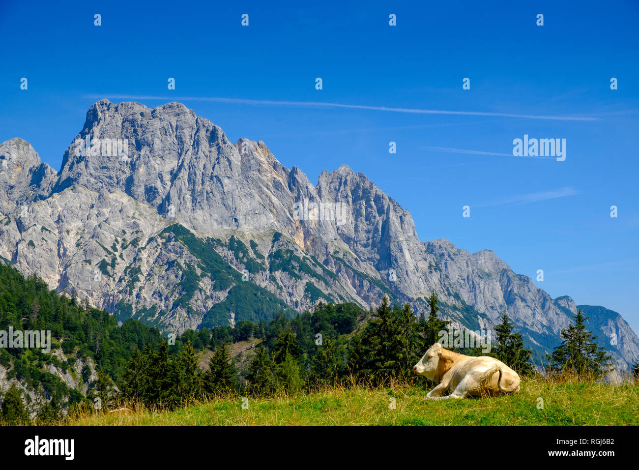 Austria, Salzburg State, Pinzgau, Grosses Muehlsturzhorn, Litzlalm, cow lying on meadow Stock Photo