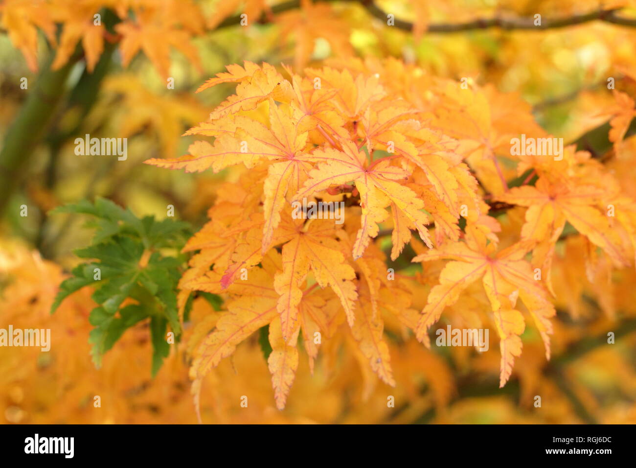 Acer palmatum 'Shishigashira' crispifolium . Japanese maple Shishigashira displaying autumn colours, November,UK Stock Photo
