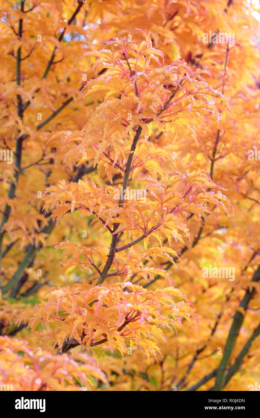 Acer palmatum 'Shishigashira' crispifolium . Japanese maple Shishigashira displaying autumn colours, November,UK Stock Photo