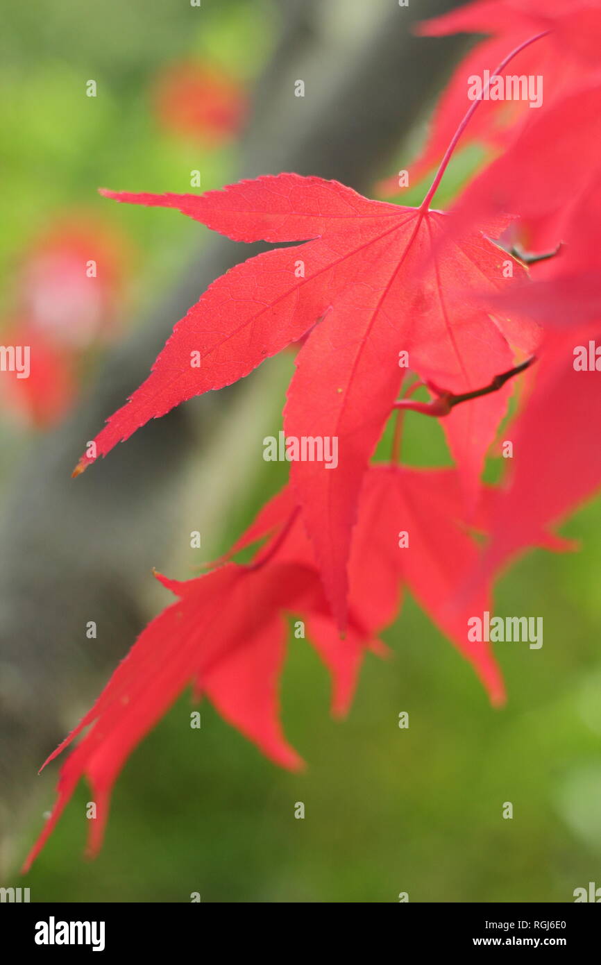 Acer palmatum 'Osakazuki'. Vibrant autumn colours of  'Osakazuki' iJapanese maple, November, UK Stock Photo