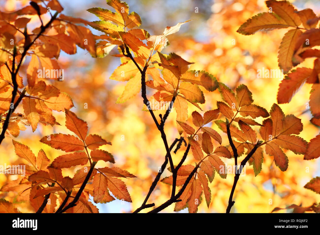 Eucryphia glutinosa. Striking autumn colour of the Brush bush, November, UK. AGM Stock Photo