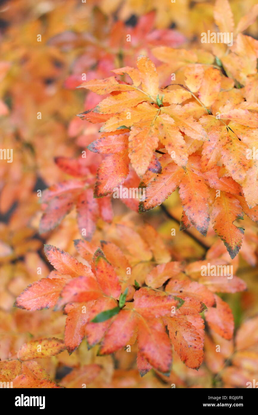 Acer palmatum 'Ribesifolium' displaying autumn colours, November, UK Stock Photo