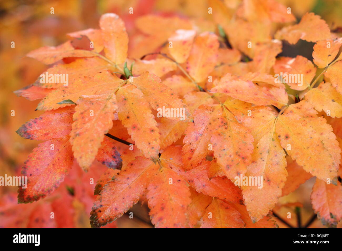 Eucryphia glutinosa. Striking autumn colour of the Brush bush, November, UK. AGM Stock Photo