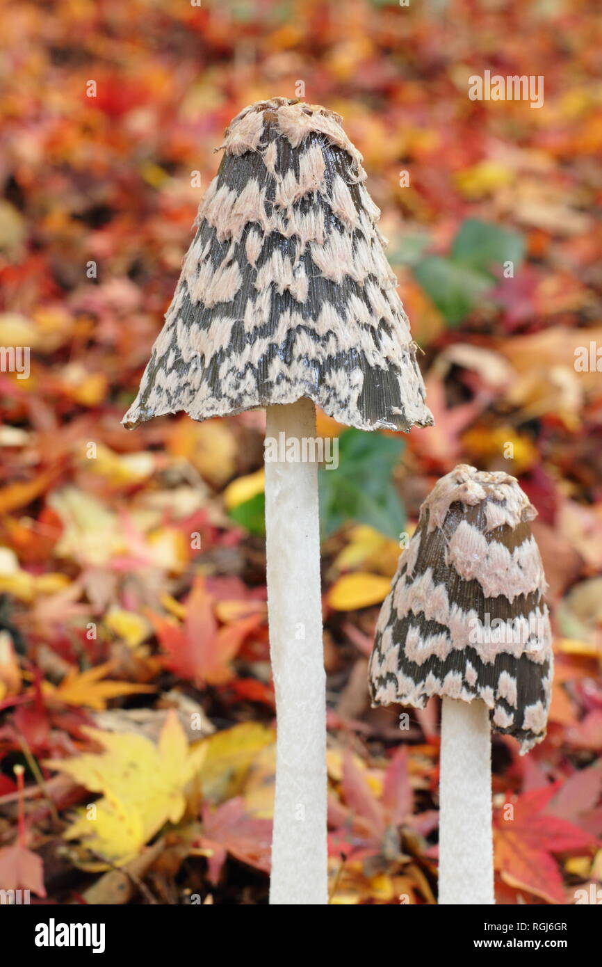Coprinopsis picacea. Magpie inkcap fungus growing in acer tree leaf litter, late autumn, UK Stock Photo
