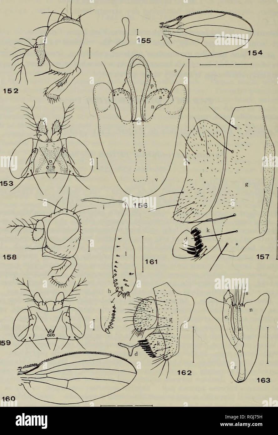 . Bulletin of the British Museum (Natural History) Entom Supp. 56 T. OKADA. 159 Figs. 152-163. 152-157, Paramycodrosophila pictula de Meijere, $. 152, head, lateral aspect ; 153, head, dorsal aspect ; 154, wing ; 155, ejaculatory apodeme ; 156, phallic organs, ventral aspect ; 157, periphallic organs, lateral aspect. 158-163, Chaetodrosophilella coei sp. n. 158, 0* head, lateral aspect ; 159, $ head, dorsal aspect ; 160, (J wing ; 161, 9 egg-guide ; 162, periphallic organs, lateral aspect ; 163, phallic organs, dorsal aspect.. Please note that these images are extracted from scanned page image Stock Photo