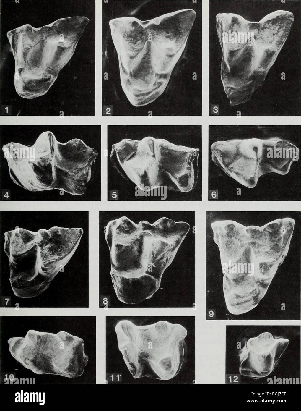 . Bulletin of the British Museum (Natural History), Geology. . Plate 3 Scanning electron micrographs of occlusal views of molars of Amphiperatherium from Creechbarrow. Figs 1-6 Amphiperatherium aff. goethei Crochet, x 24. Fig. 1, right M1 (reversed) (M37110). Fig. 2, right M2 (reversed) (M35632). Fig. 3, left M3 (M35633). Fig. 4, left M2 (M37112). Fig. 5, left M3 (M35637). Fig. 6, left M4 (M35638). See p. 216. Figs 7-12 Amphiperatherium fontense Crochet, x 16. Fig. 7, left M1 (M35390). Fig. 8, left M2 (M35602). Fig. 9, right M3 (reversed) (M37093). Fig. 10, left M, (M35612). Fig. 11, left M2/3 Stock Photo