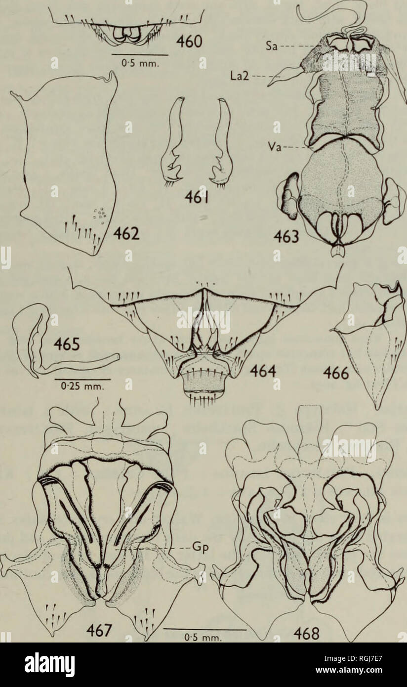 . Bulletin of the British Museum (Natural History) Entom Supp. THE LEPTOCORISINAE OF THE WORLD M3 region brownish black, underside of head, including apex of clypeus, bucculae and second, third and fourth segment of rostrum black, but underside of head sometimes yellowish brown. Antennae pale, with apices of first, second and third segments black, apical segment brownish black with a small basal portion pale. Rostrum usually long, extending slightly beyond third. Figs. 460-468. Noliphus spinosus, 460, 461, 463, &lt;$, 462, 464-468, $. 460, terminalia, dorsal view ; 461, claspers, inner and out Stock Photo