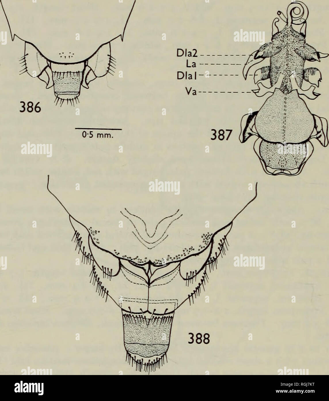 Bulletin of the British Museum (Natural History) Entom Supp. I. AHMAD The  diagram of the lateral side of the head of G. pallipectus Hsiao (1963)  resembles B. minutus and if he