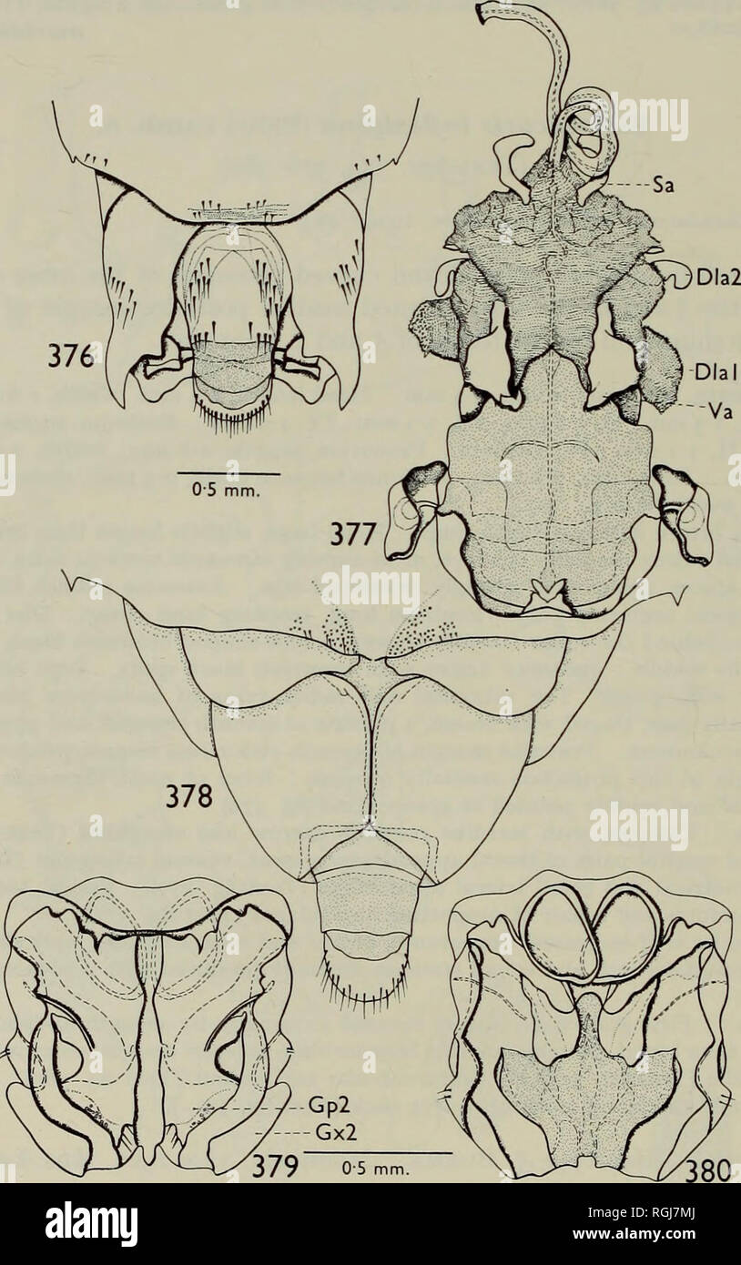 . Bulletin of the British Museum (Natural History) Entom Supp. n8 I. AHMAD. Figs. 376-380. Bloeteocoris inflexigena, 376-377, 5*. 378-380, $. 376, terminalia, dorsal view ; 377, aedeagus (inflated), ventral view ; 378, terminalia, ventral view ; 379, ovipositor, ventral view ; 380, same, dorsal view.. Please note that these images are extracted from scanned page images that may have been digitally enhanced for readability - coloration and appearance of these illustrations may not perfectly resemble the original work.. British Museum (Natural History). London : BM(NH) Stock Photo
