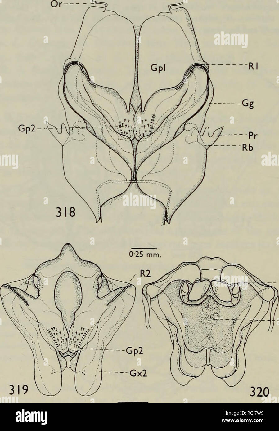 . Bulletin of the British Museum (Natural History) Entom Supp. 96 I. AHMAD ?. Very similar to $ in general appearance and measurements ; posterior margin of seventh abdominal sternum emarginate, very slightly convex in middle (Text-fig. 315). $ genitalia : First gonocoxae elongated, about three times as long as broad, apices pointed (Text-fig. 239) ; six pairs of intervalvular sacs (Text-fig. 320) ; spermatheca thick in middle with a median flange, round and coiled tube (Text-fig. 225). Type material. Holotype &lt;$ of Gerris oratorius Fabricius, Sumatra : (Daldorff), with label &quot; Mus. de Stock Photo