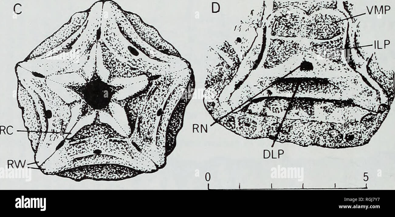 . Bulletin of the British Museum (Natural History), Geology. -CDD. mm Fig. 75 Camera lucida drawings to illustrate the basic morphology of comatulid crinoids. A, dorsal view of centrodorsal plate of Glenotremites rotundus (Carpenter) to show the cirral facets and prominent dorsal star. E.51657, Albian, Blackdown Greensand, Blackdown, Devon. (CDD, centro- dorsal diameter.) B, ventral view of same centrodorsal to show the central cavity surrounded by five shallow depressions for the basal plates (BD) and five small radial nerve canals (RN). C, ventral view of complete cup of Glenotremites cf. ae Stock Photo