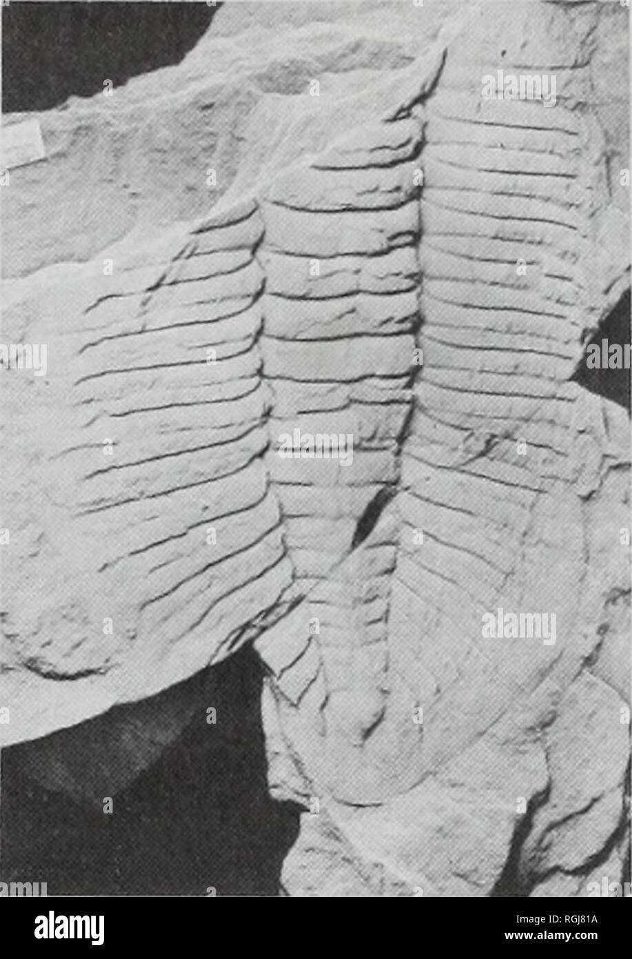 Bulletin Of The British Museum Natural History Geology W A A F J B M0fyttj Amwm I Slsp R R I R I Gt D Gt Quot F 53