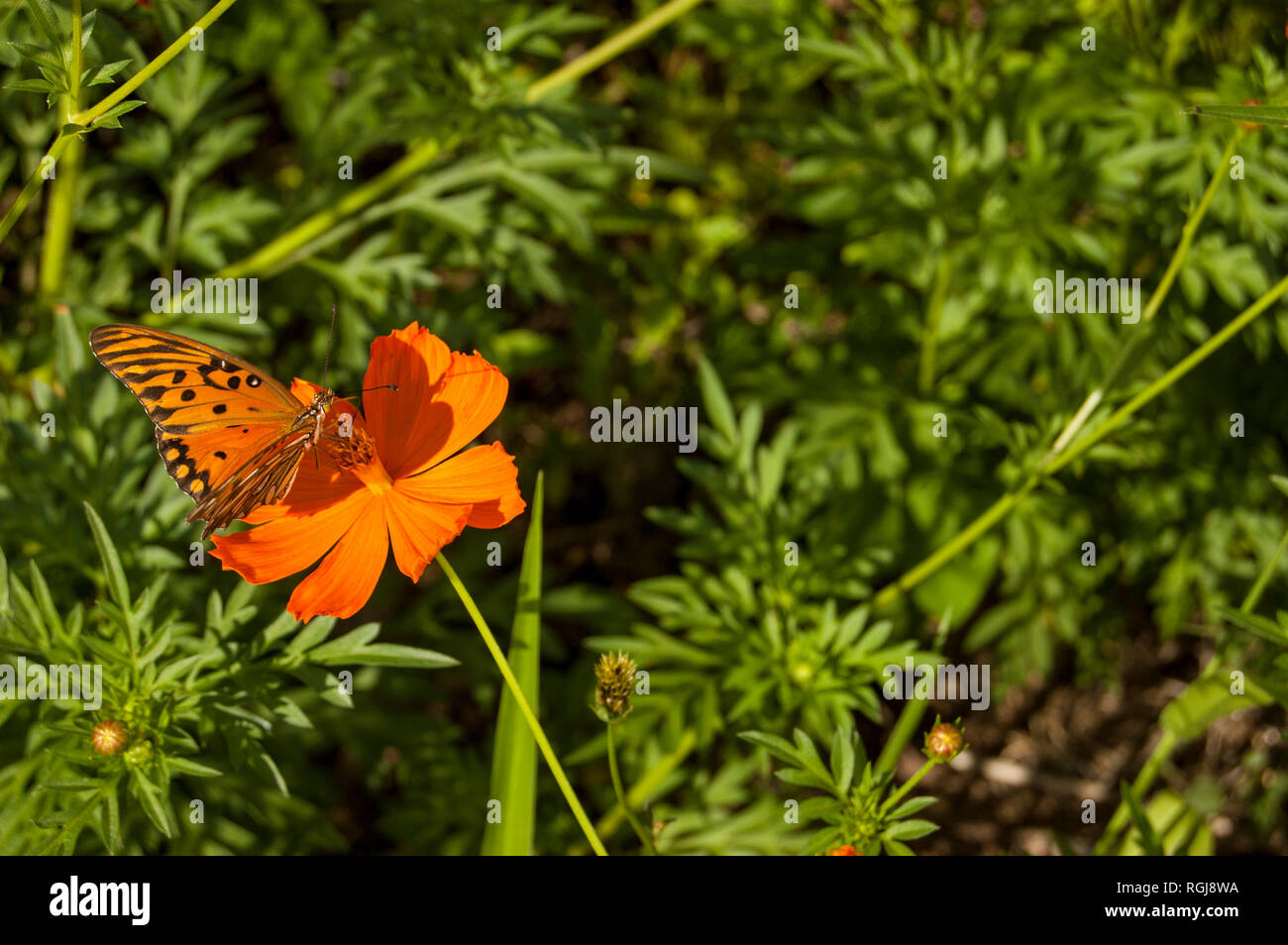 Cosmos sulphureus with butterfly Stock Photo