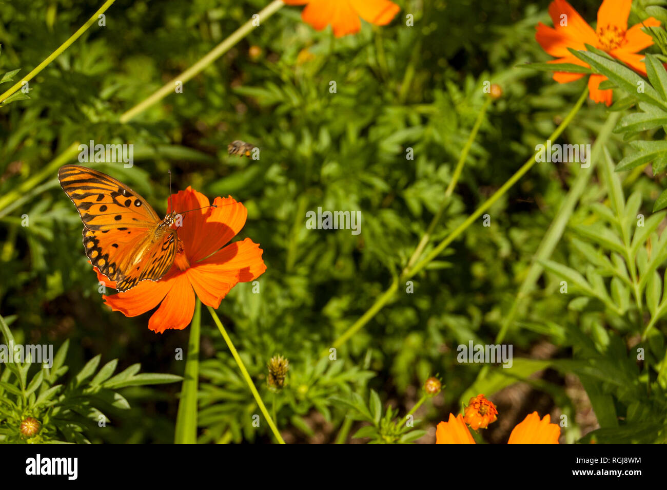Cosmos sulphureus with butterfly Stock Photo