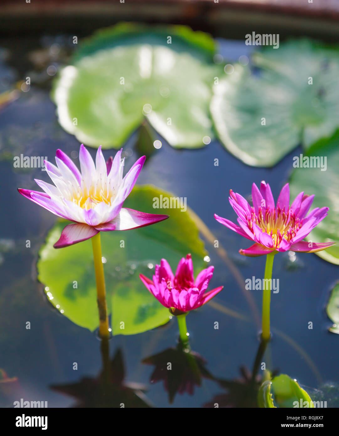 Violet lotus flowers in pond hi-res stock photography and images - Alamy