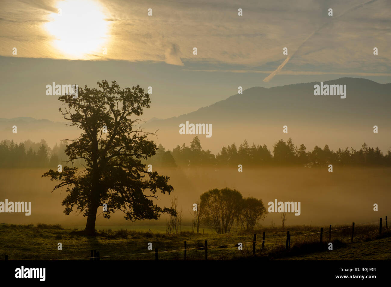 Germany, Nantesbuch, oak tree at morning light Stock Photo