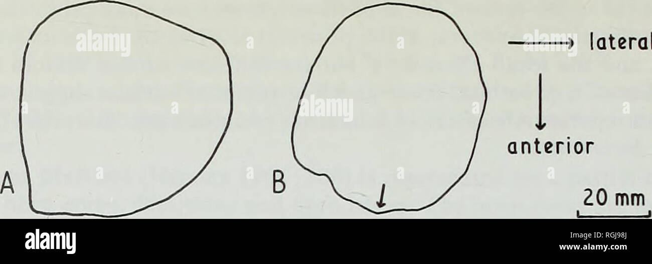 . Bulletin of the British Museum (Natural History), Geology. * lateral. Fig. 10 Cross-sections near base of horn cores. A = Proamphibos lachrynians, cast of holotype; a cross-section of the right horn core has been reversed to appear as of the left side. B = Ugandax gautieri holotype, left horn core. The most important of the irregular partial keels of U. gautieri descends at the position marked by the arrow. Pilgrim (1939 : 276) took the reasonable view that Proamphibos gave rise through Hemibos to the living Asiatic water buffaloes Bubalus. If the Kazinga Channel deposits were sufficiently o Stock Photo