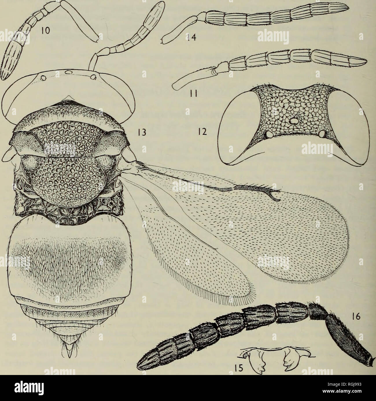 Axillar hi-res stock photography and images - Alamy