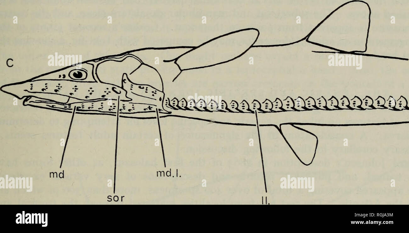 Fish Interoperculum . Bulletin of the British Museum (Natural History) Zoology. sop. Pop ...