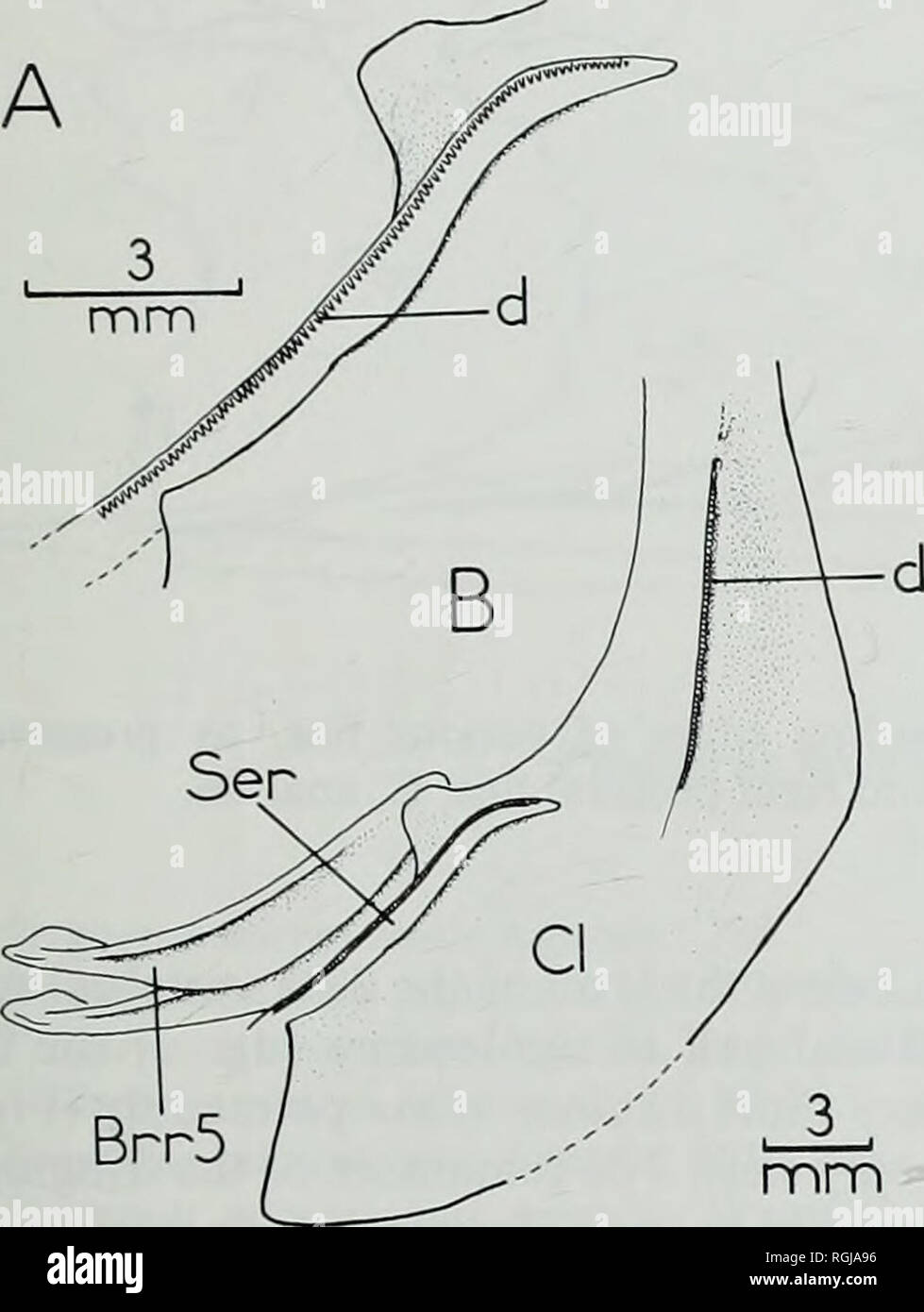 . Bulletin of the British Museum (Natural History), Geology. ventral surface of the cleithrum, as in Lepisosteus (Jessen 1972: text-fig. 4). The glenoid surface for the articulation of the proximal radials of the fin occurs on the outer part of the arch. The endoskeleton of the fin is not clearly preserved; there appear to be five proximal radials increasing in length posteriorly. There are about 15 pectoral fin-rays. The leading ray, devoid of basal and fringing fulcra, consists of two fused hemitrichia terminating below the segmented part of the succeeding ray (Fig. 28B). The leading ray is  Stock Photo