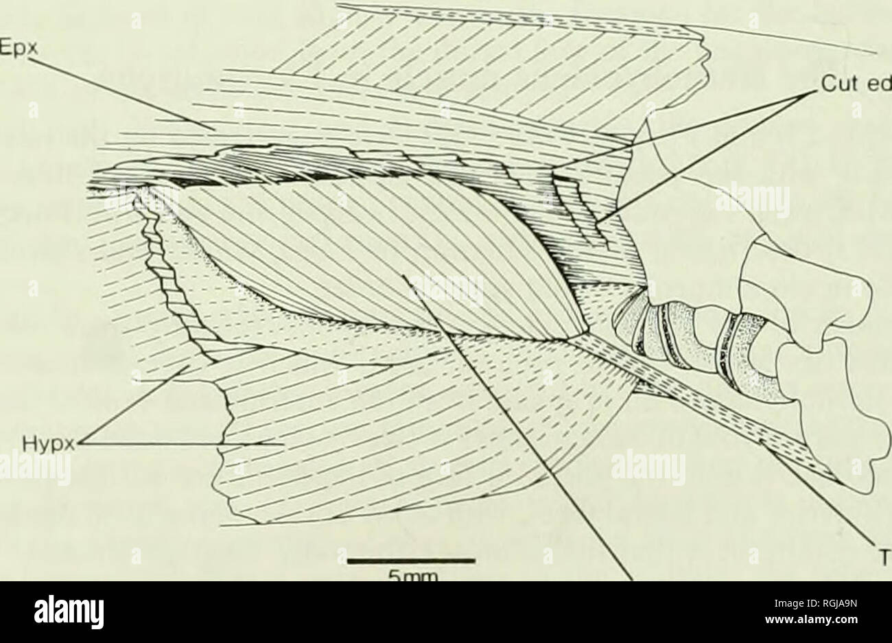 . Bulletin of the British Museum (Natural History). Phyc ?Sthy M Fig. 15 Lipogenys gilli. Body and superficial pectoral fin muscles in the region of the sternohyoideus muscle (whose tendon, T Sthy, is visible), in right lateral view. Specimen MCZ 38072. in Elops is like that I have described for Pterothrissus and Albula. Forey (1973a : 355) too describes Pterothrissus as having an Elops-kt origin for the sternohyoideus. In Halosawus guentheri most of the sternohyoideus arises aponeuroticaliy from the hypaxial muscles but a small part arises from fibres attached to the lateral face of the cle Stock Photo