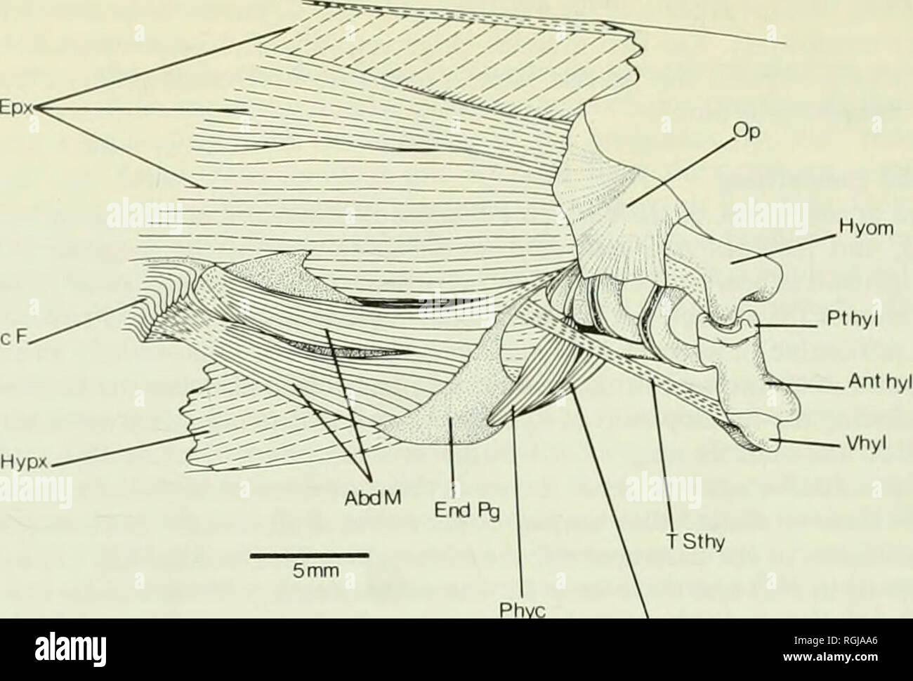. Bulletin of the British Museum (Natural History). PecF.. Phyc ?Sthy M Fig. 15 Lipogenys gilli. Body and superficial pectoral fin muscles in the region of the sternohyoideus muscle (whose tendon, T Sthy, is visible), in right lateral view. Specimen MCZ 38072. in Elops is like that I have described for Pterothrissus and Albula. Forey (1973a : 355) too describes Pterothrissus as having an Elops-kt origin for the sternohyoideus. In Halosawus guentheri most of the sternohyoideus arises aponeuroticaliy from the hypaxial muscles but a small part arises from fibres attached to the lateral face of  Stock Photo