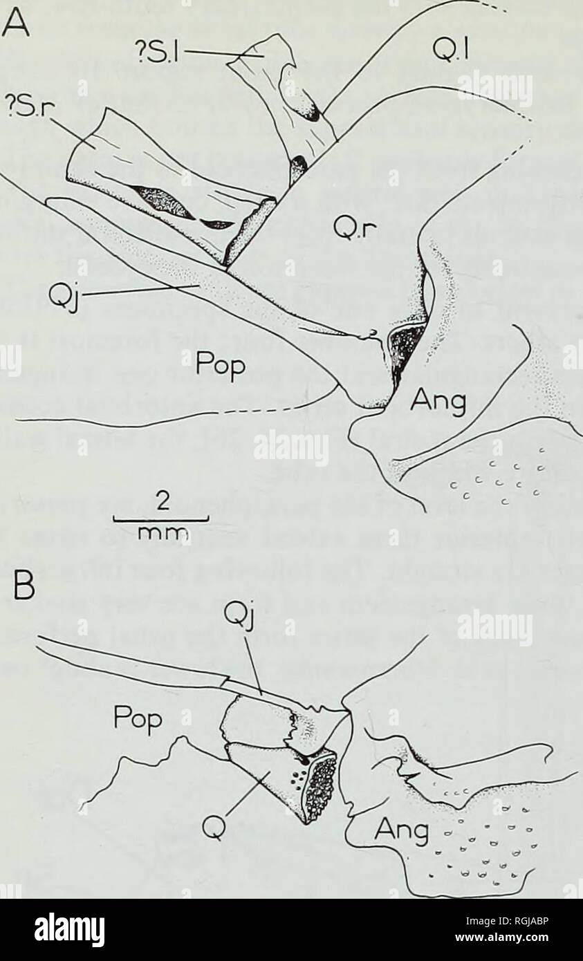 . Bulletin of the British Museum (Natural History), Geology. . Fig. 25 Propterus elongatus Wagner. Lateral views of right jaw articulation, as preserved in A, 1893.120.5 and B, 1964.23.145. The dermosphenotic is again typical of the family; it forms a short, perforate tube, with a flared dorsal end, which hes against the lateral surface of the sphenotic. Its anterior wall is not prolonged dorsaliy (1964.23.145). (iv) Hyopalatine bones. None of the specimens displays the palate in its entirety. The oral border of the palate rises much more steeply from the jaw articulation than it does in Macro Stock Photo